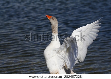 Goose standing on a mud flap stretching his wings.