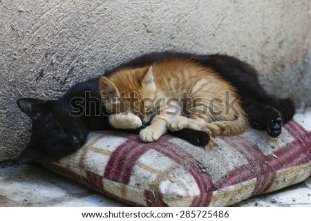 Yellow kitten with mom cat in the street. Cat mom sleeping with kitten.