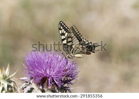 Close up butterfly. Giant Swallowtail butterfly (Papilio cresphontes) feeding on purple wildflowers. Eastern giant swallowtail butterfly.