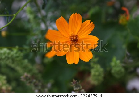 Orange cosmos flowers. Close up orange cosmos flowers in garden.
