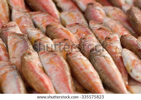 Snapper fish for retail sale in local market. Freshly caught fishes. Fishing shop. Fresh fishes in a market.