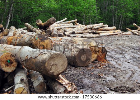 Timber saw cut from forest for wood industry