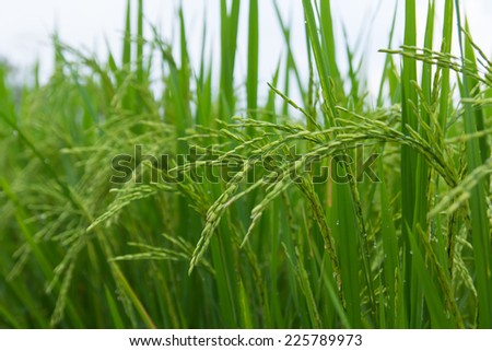 Lush green rice fields, small plots cultivated by nature.
