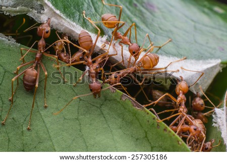 red ant team work helped build its nest.