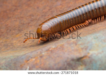 close up of the millipede walking