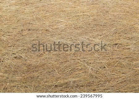 Rice Straw After Harvest Season in Thailand