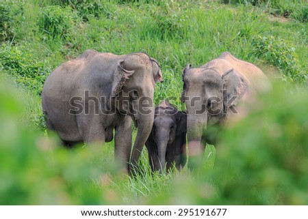 Thai Elephant in the nature of Kui Buri National Park,located in the Tenasserim Hills in Prachuap Khiri Khan Province, Thailand
