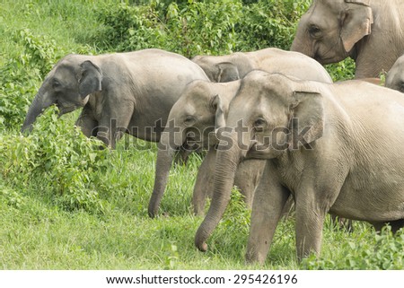 Thai elephant in nature of Kui Buri National Park, Thailand (Soft focus)