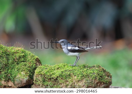 A beautiful black and white bird in nature of Thailand. Oriental magpie robin.