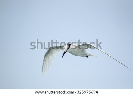 bird flying, sea gull abstract  freedom life