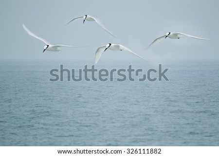 bird flying, sea gull abstract  freedom life