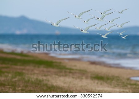 bird flying, sea gull abstract freedom life