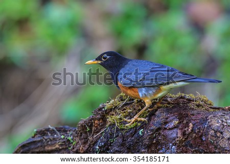 Beautiful Male of Black-breasted Thrush Bird, standing on the log showing its side profile in nature of Thailand
