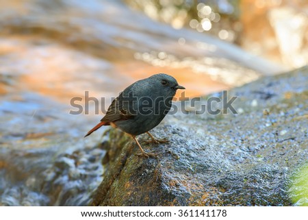 The plumbeous water redstart (Rhyacornis fuliginosa) It is found in South Asia, Southeast Asia and China. They tend to live near fast-moving streams and rivers.