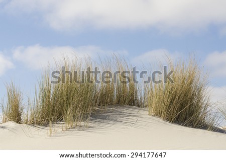 Dunes with marram grass on the Dutch coast of Terschelling