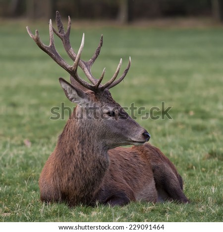 Profile photograph of a Red Deer Stag relaxing, lying down