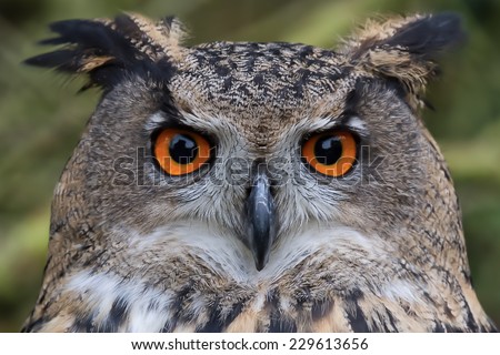 Detailed close up of the head of a eurasian eagle owl, showing its large orange eyes staing at the camera