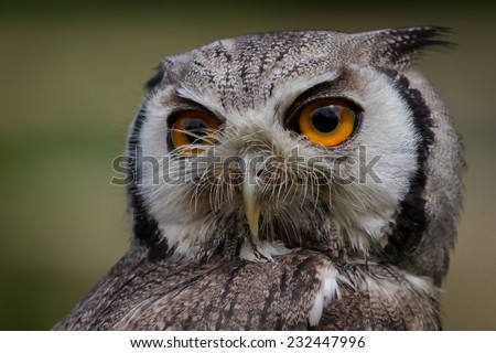 Close up head portrait of a white-faced scops owl showing detail in feathers and eye. Isolated portrait