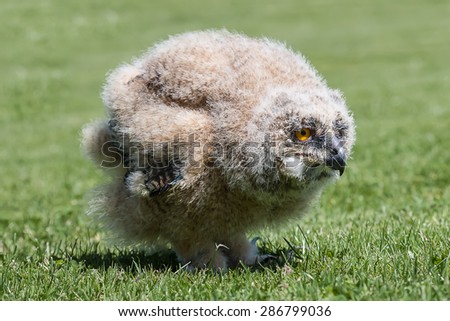 1 month old eagle owl chick standing on grass at ground level staring to the right