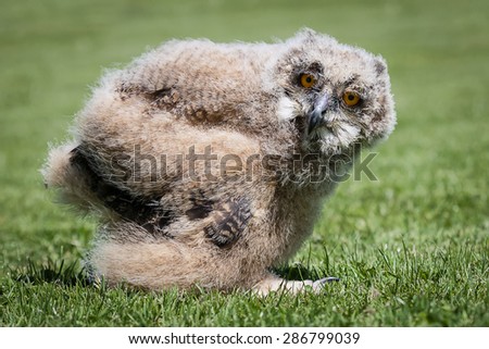 1 month old eagle owl chick standing on grass at ground level staring at the camera