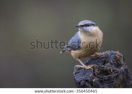 An alert nuthatch perched on a tree stump and looking to the left