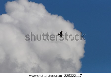 A bird soaring through the air past a cloud