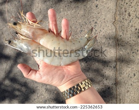 Two large shrimp being held in an outstretched hand.