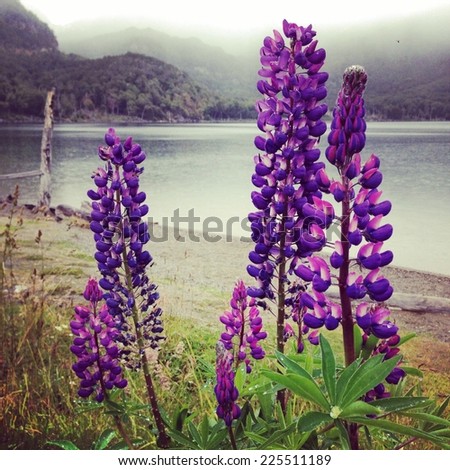 A beach with some purple flowers on the shore.