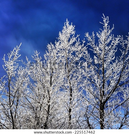 Ice-covered trees stand tall against the deep blues of the sky.