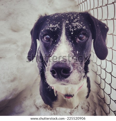 A black and white dog covered in snow.