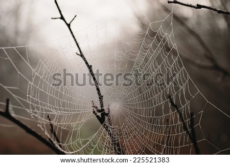 A spiders web covered in dew with dark branches in the background.