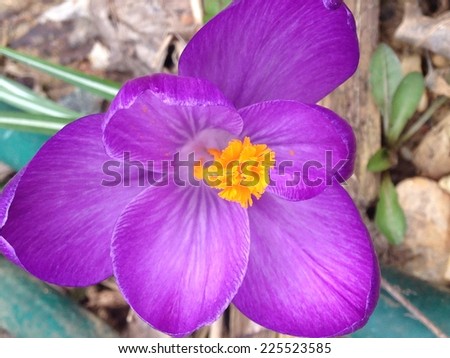A purple flower with a yellow stigma growing from the ground.