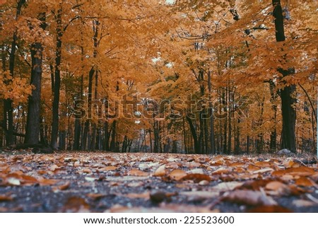 Autumn leaves laying on the ground surrounded by tall trees with colored leaves.