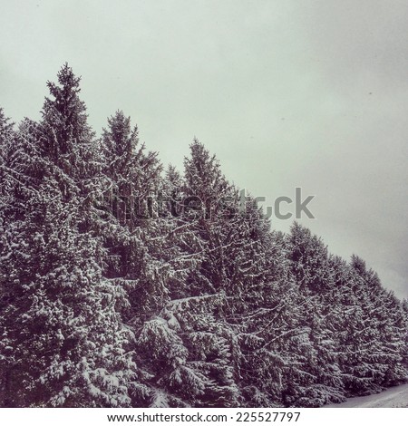 Tall pine trees covered in snow line the forest.
