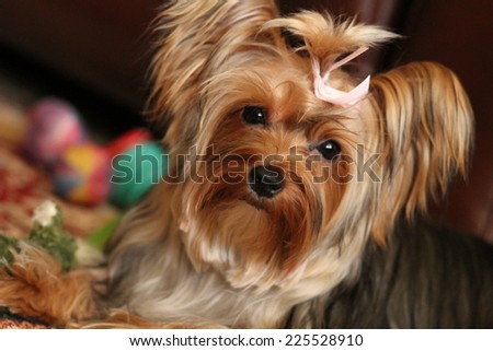 A small, long-haired dog with a pink bow in its hair.