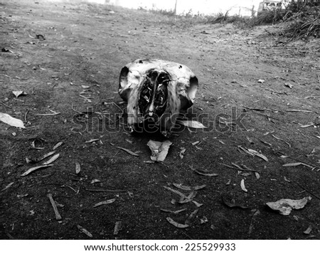 A broken skull sitting in a barren field.