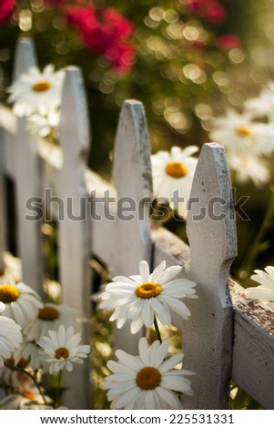 A selective focus view of daisies in front of a lone fence post.