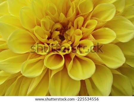 An extreme close-up of a yellow flower, with rolled up petals.