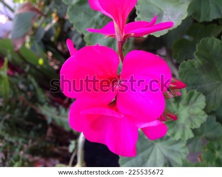 A bright pink flower with a large plant.