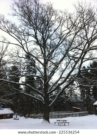 A large snow covered tree with a picnic table below and other trees in the background.