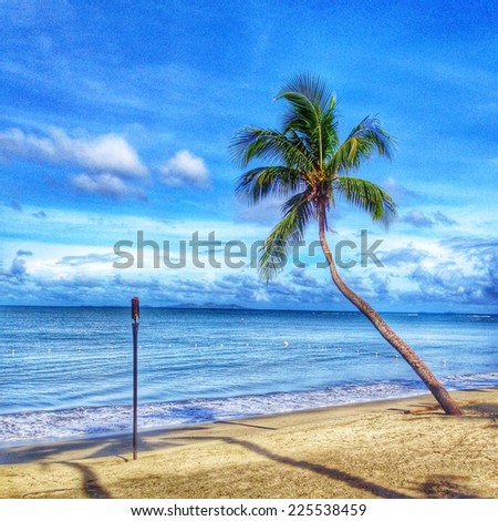 A single palm tree bending out towards a rippled body of water.