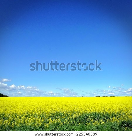 A sea of yellow flowers under a bright blue sky.