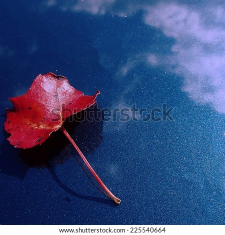 One red leave on dark blue and white background