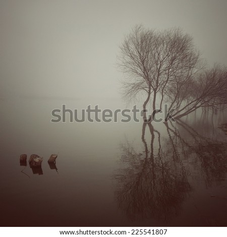 Foggy lake with dry trees reflection in the water.