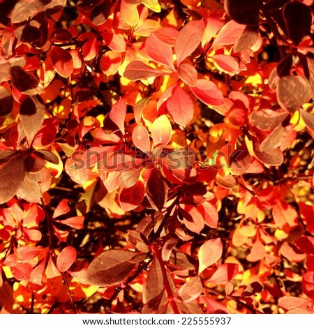A mass of autumn leaves in shades of red and yellow.