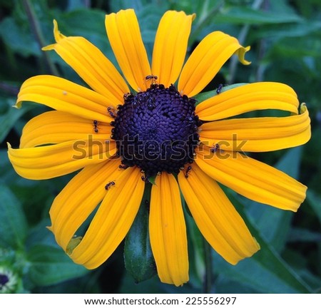 Bright yellow flower petals with a purple center and tiny ants crawling around the center.