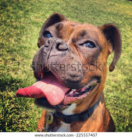 A dog sitting outdoors with a long panting tongue.