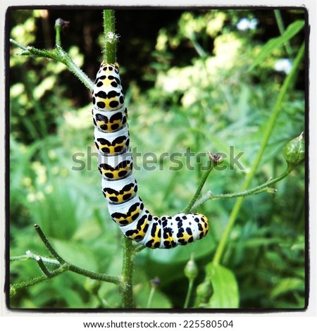 A white caterpillar with black and yellow markings crawls across green stems.