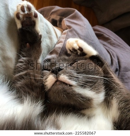 A cat laying on his back with his arm up while he is sleeping.