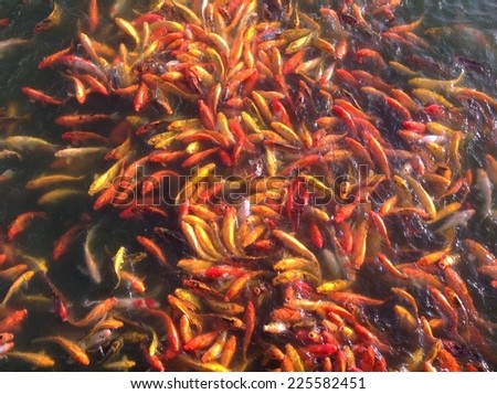 Koi fish in many shades of orange densely packed in a body of water.